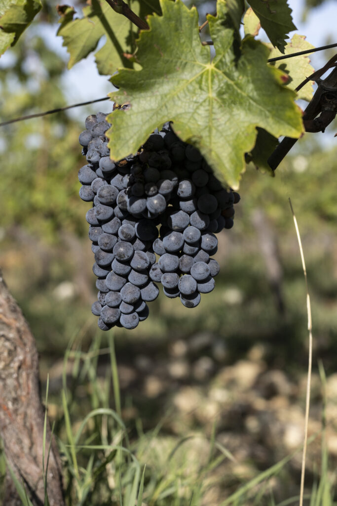 Sangiovese Grapes